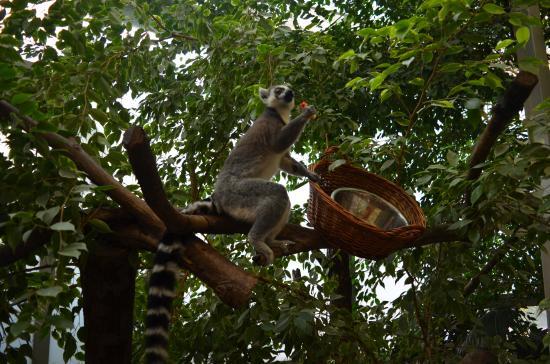 Show Zoo, Boedapest