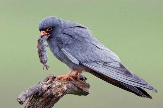 Hungarianbirdwatching.com Day Tours, Boedapest