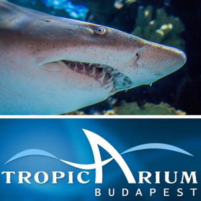 Tropicarium, Boedapest